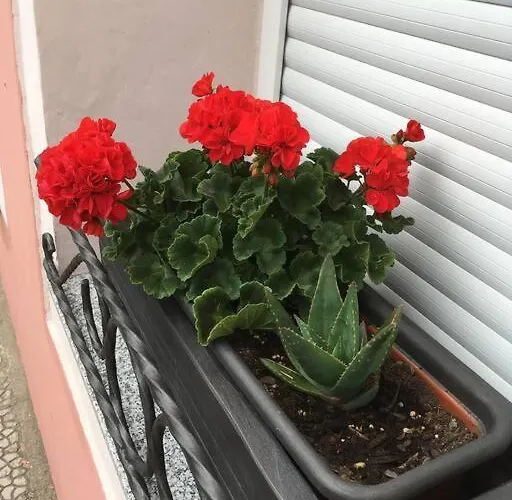 Davila Park's Wifi 아파트 *